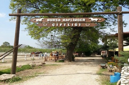 Bursa Haflinger Çiftliği / Osmangazi / BURSA